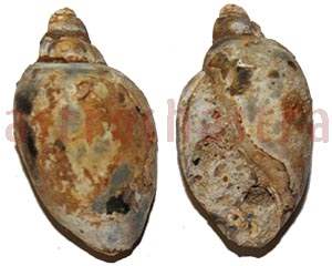heera shankh